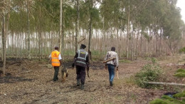 Kenyatta's Northland farm in Ruiru has started adopting a different new norm after invasion from intruders who stole sheep and later burnt trees on Monday Night